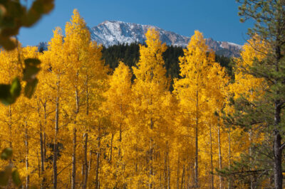 Leaves Changing Coloras Colorado