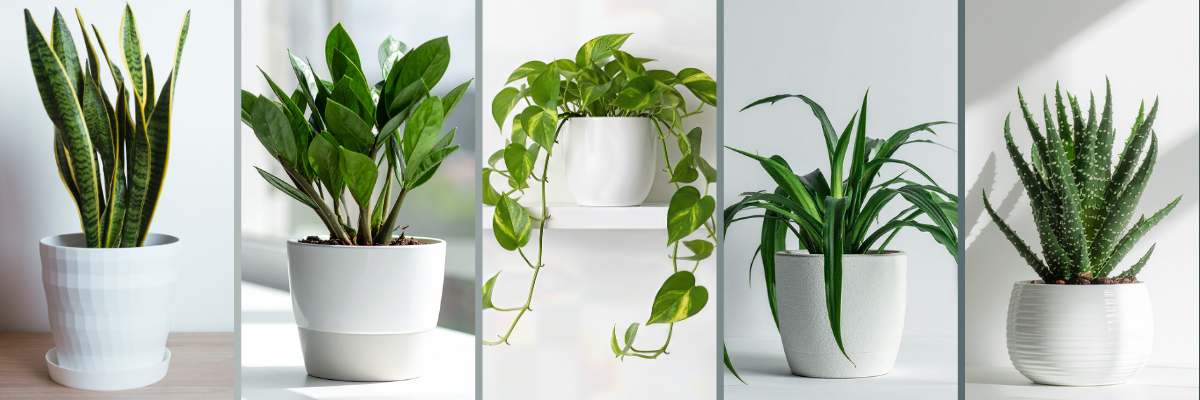 Photo of plants: Snake plant, ZZ plant, Pothos plant, Snake plant, and Aloe Vera plant